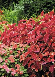Coleus plants are extremely easy to grow from cuttings. How To Grow Coleus Garden Gate
