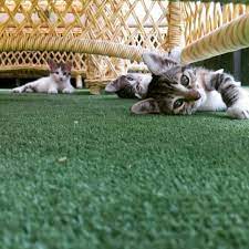 kedi cat cats istanbul catsofinstagram kopek catstagram pet instacat britishshorthair izmir kediler animal ankara turke scottish fold kedi kopek