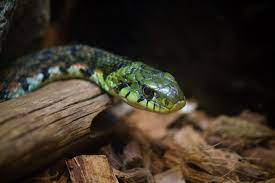 ヤマカガシ 日本最強の毒蛇 ヤマカガシ 毒蛇 ヘビ