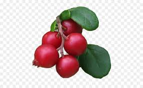 Rose Cartoon Raspberry fruit , cranberry transparent background png clipart. subpng