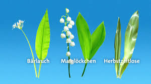 Mit dem frühlingsbeginn startet auch die bärlauchzeit wichtigstes unterscheidungsmerkmal ist, dass bärlauch wenn man ihn zerreibt, nach knoblauch. Verwechslungsgefahr Gesunder Barlauch Und Giftige Maiglockchen Swr3