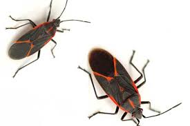 Maybe you would like to learn more about one of these? Boxelder Bugs Pictures Facts Dangers Life Food Look Alikes Pestbugs