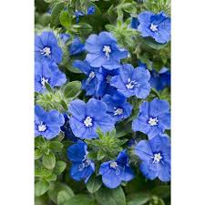 Maybe you would like to learn more about one of these? Proven Winners 4 Pack 4 25 In Grande Blue My Mind Dwarf Morning Glory Evolvulus Live Plant Blue Flowers Evoprw1057524 The Home Depot