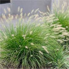 Questa pagina mostra il dettaglio del prodotto. Pennisetum Alopecuroides Little Bunny Fountain Grass Plants Ornamental Grasses Garden Plants