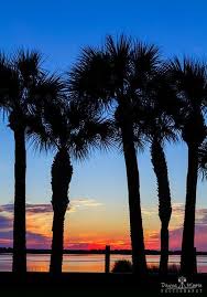 Palm Tree Sunset Jekyll Island Georgia Palm Tree Sunset Jekyll Island Jekyll Island Georgia