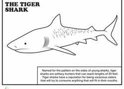 Make a stuffed nurse shark from paper. Shark Coloring Pages Printables Education Com