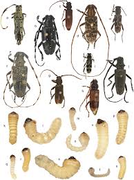 Examples Of Intercepted Wood Boring Larvae And Reared Adults