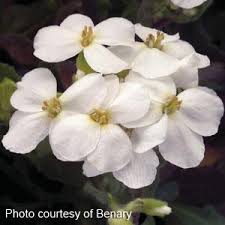 Image result for Arabis