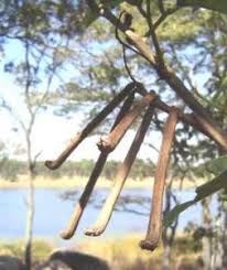 Image result for Sebaea longicaulis