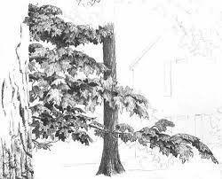 With the above tips in mind, we will start to construct the leaf clumps as a 3d shape, keeping in mind they tend to lay in a spherical shape. How To Draw Leaves On A Tree Pen And Ink Drawing Tutorial
