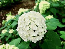アナベルの育て方 剪定の時期は 鉢植えでも育てられる Greensnap グリーンスナップ