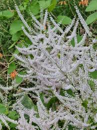 Image result for Tetradenia galpinii