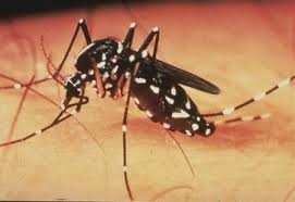West nile virus (wnv) was first isolated in a woman in the west nile district of uganda in 1937. West Nil Virusinfektion Deximed