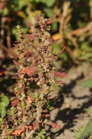 Image result for Dysphania pumilio