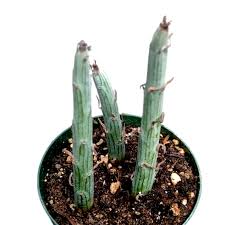 Image result for Senecio propior