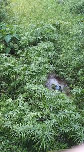 Image result for Cyperus rigidifolius