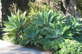 5 more photos view gallery. Plant Of The Week Agave Attenuata Fletcher S Landscapes