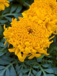 Image result for Tagetes erecta