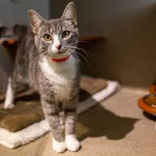 Find your perfect cat waiting for you at cat depot. Free Rescue Cats Near Me Online
