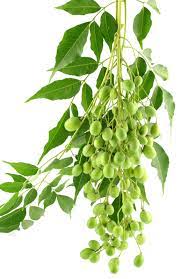 Maybe you would like to learn more about one of these? Neem Description Uses Britannica