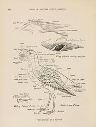 Birds Of Eastern North America From The Birds Of Eastern North America By Charles Cory 1899 North America America Birds