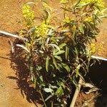 Image result for Acridocarpus natalitius