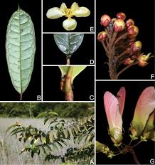 Image result for Acridocarpus chloropterus