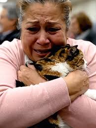 Cats Choose Humans: A Heartwarming Bond