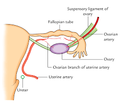 This can occur on one or. Easy Notes On Uterine Tubes Fallopian Tubes Learn In Just 3 Mins Earth S Lab