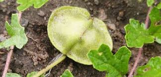 Image result for Dicerocaryum senecioides