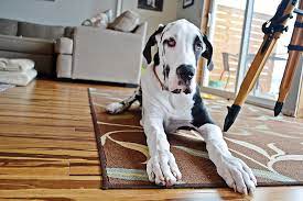 Check our list of puppies for sale now! Tips For Adopting A Great Dane Figo Pet Insurance