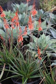 Image result for Aloe plowesii