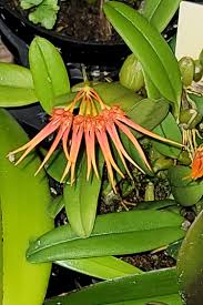 Image result for Bulbophyllum comatum