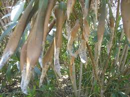 Image result for xylella fastidiosa oleander symptoms