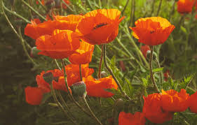 Dreamstime is the world`s largest stock photography community. Wallpaper Field Light Flowers Glade Mac Maki Meadow Red Orange A Lot Green Background Images For Desktop Section Cvety Download