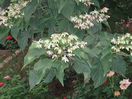 Image result for Clerodendrum melanocrater