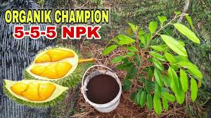 Sebab kedua mengapa pokok durian anda tidak berbuah ialah pencahayaan dari sinar matahari. Cara Membaja Pokok Durian Bawah 2 Tahun Ke Atas Youtube