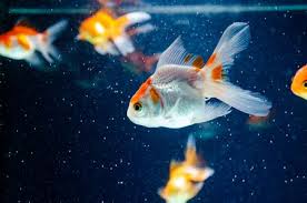 Jul 06, 2020 · 4. 70 White Fish Name Ideas