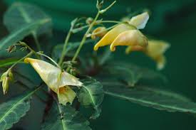 Image result for Impatiens oreocallis