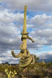 The saguaro cactus has a very strong framework consisting of three different structural features. Saguaro Cactus Doin The Twist Saguaro Cactus Saguaro Cactus