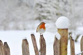 Elle tombe sur les maisons, sur les arbres. Neige Au Jardin 10 Avantages Et Inconvenients