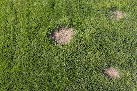 Thatch is a layer of partially decomposed plant material that builds up on the soil's surface. How To Fix Dead Spots In Bermudagrass The Turfgrass Group Inc