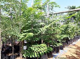 Image result for Cordyla