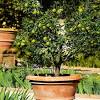 Simply wash out the eggshells from your kitchen, save them, and crush them to use in your garden. Https Encrypted Tbn0 Gstatic Com Images Q Tbn And9gctg3loc4atnmswciqpkjw Lyr5ogtaxtj4t14wpavm Usqp Cau
