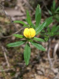 Image result for Stylosanthes