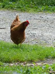 Poule Rousse Campagne Photos Gratuites Poule Rousse Poule Photos Gratuites