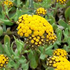 Image result for Helichrysum mechowianum