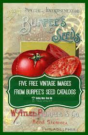 Five Free Vintage Images From Burpee S Seed Catalogs Winterandsparrow Com Perfect For Crafts And Scrapbooking Seed Catalogs Vintage Seed Packets Burpee Seeds