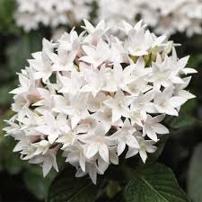 Image result for Pentas longiflora