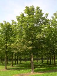 Image result for Athroisma stuhlmannii